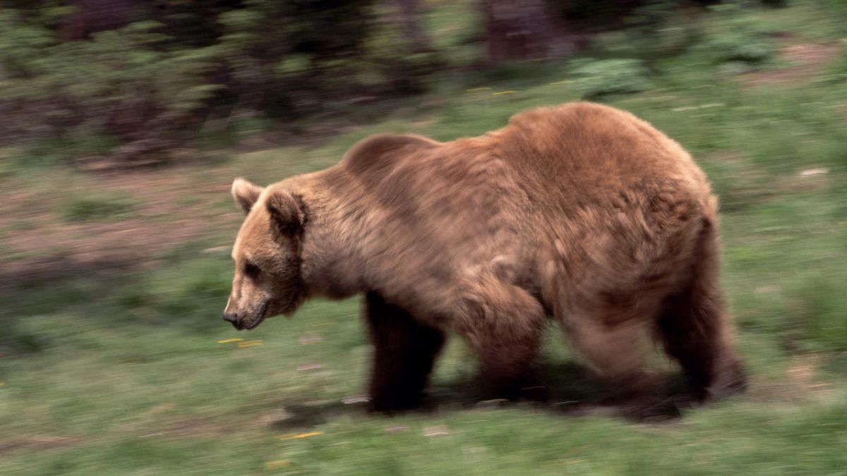 Niedźwiedź zaatakował 70-latka w Pirenejach. Został zastrzelony