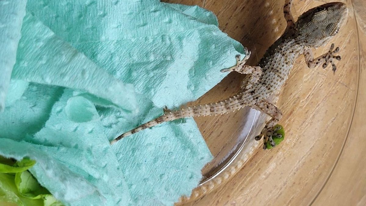 Młody gekon murowy przyjechał do Polski jako pasażer na gapę, w sałacie transportowanej z Hiszpanii do sieci marketów. 