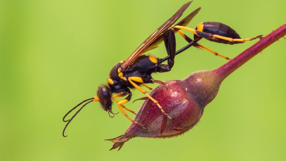 Mud dauber wasp Sceliphron destillatorium in Czech Republic
Wildlife macro photo of Mud dauber wasp
zoology, yellow, wings, wildlife, wild, white, wasp, thorax, sting, sphecidae, species, solitary, slender, segments, sceliphron destillatorium, sceliphron, prothorax, predator, pedicel, nature, natural, mud wasp, mud, mandibles, macro, isolated, insect, hymenoptera, fly, entomology, diver, dirt dobber, dirt diver, dirt digger, dirt dauber, digger, destillatorium, cylindrical, closeup, caementarium, black-and-yellow, black, biology, bee, beautiful, background, arthropod, apoidea, animal, abdomen, zoology, yellow, wings, wildlife, wild, white, wasp, thorax, sting, sphecidae, species, solitary, slender, segments, sceliphron destillatorium, sceliphron, prothorax, predator, pedicel, nature, natural, mud wasp, mud, mandibles, macro, isolated, insect, hymenoptera, fly, entomology, diver, dirt dobber, dirt diver, dirt digger, dirt dauber, digger, destillatorium, cylindrical, closeup, caementarium, black-and-yellow, black, biology, bee, beautiful, background, arthropod, apoidea, animal, abdomen