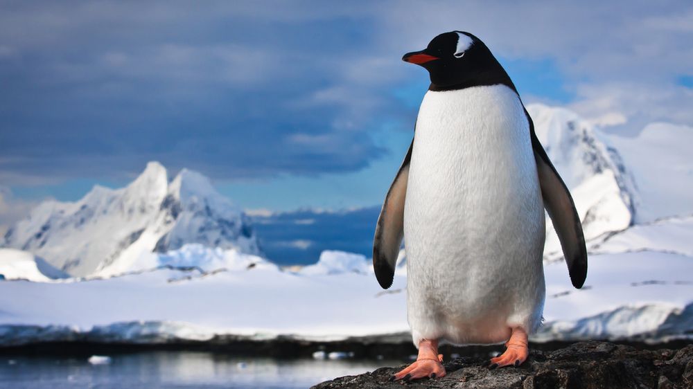 Pingwin na skałach z depositphotos