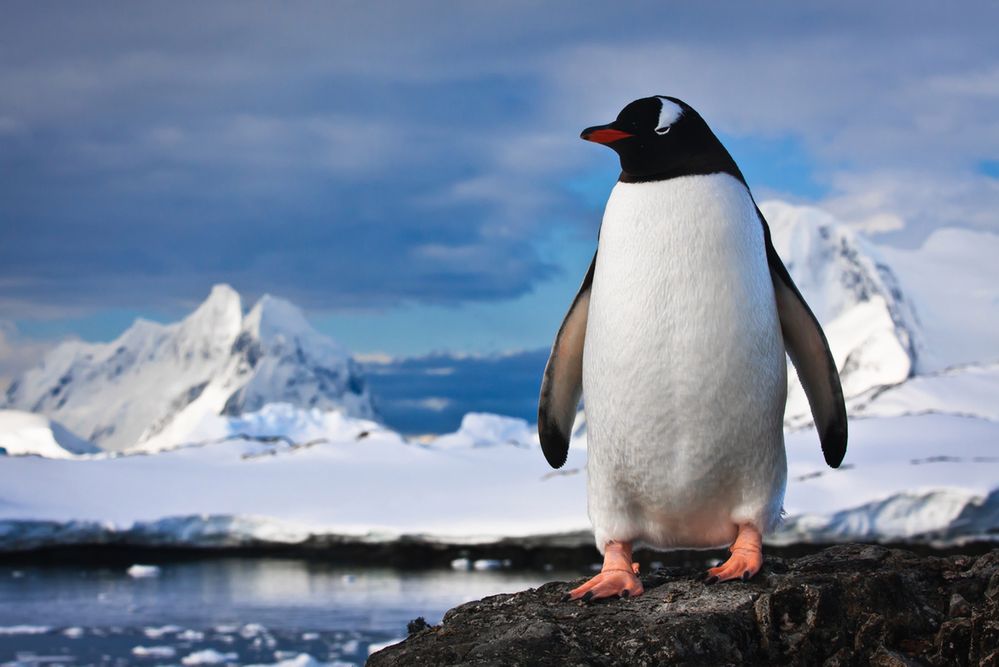 Pingwin na skałach z depositphotos