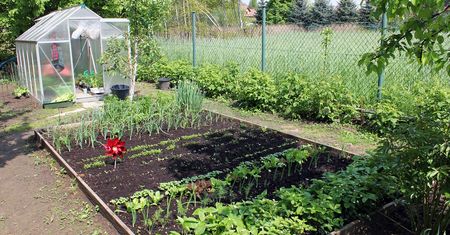 Najgorszy sąsiad dla warzywnika. "Cichy zabójca" plonów