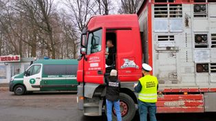 Nowe Miasto nad Wartą: Kontrole transportu zwierząt na DK11