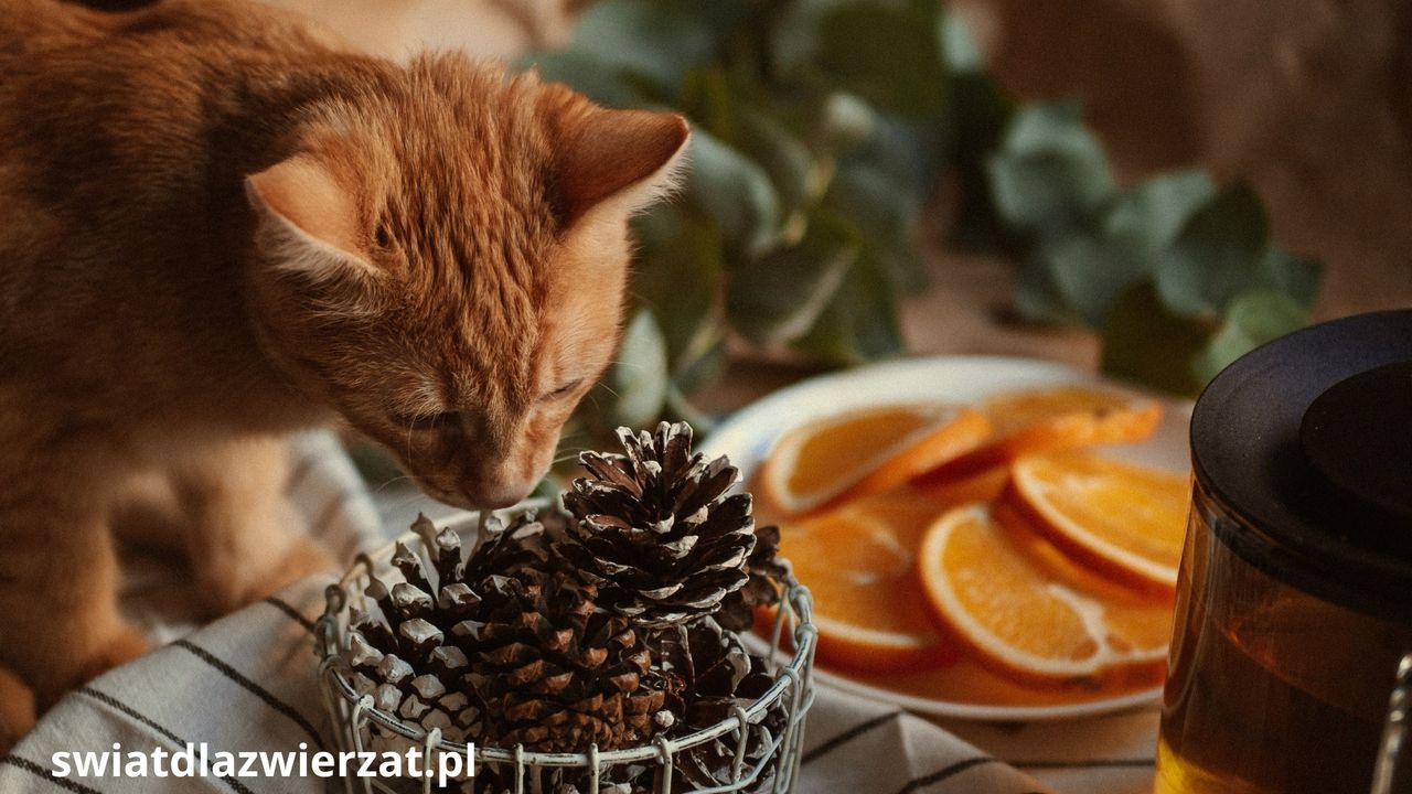 Świąteczne jedzenie, które jest niebezpieczne dla kota