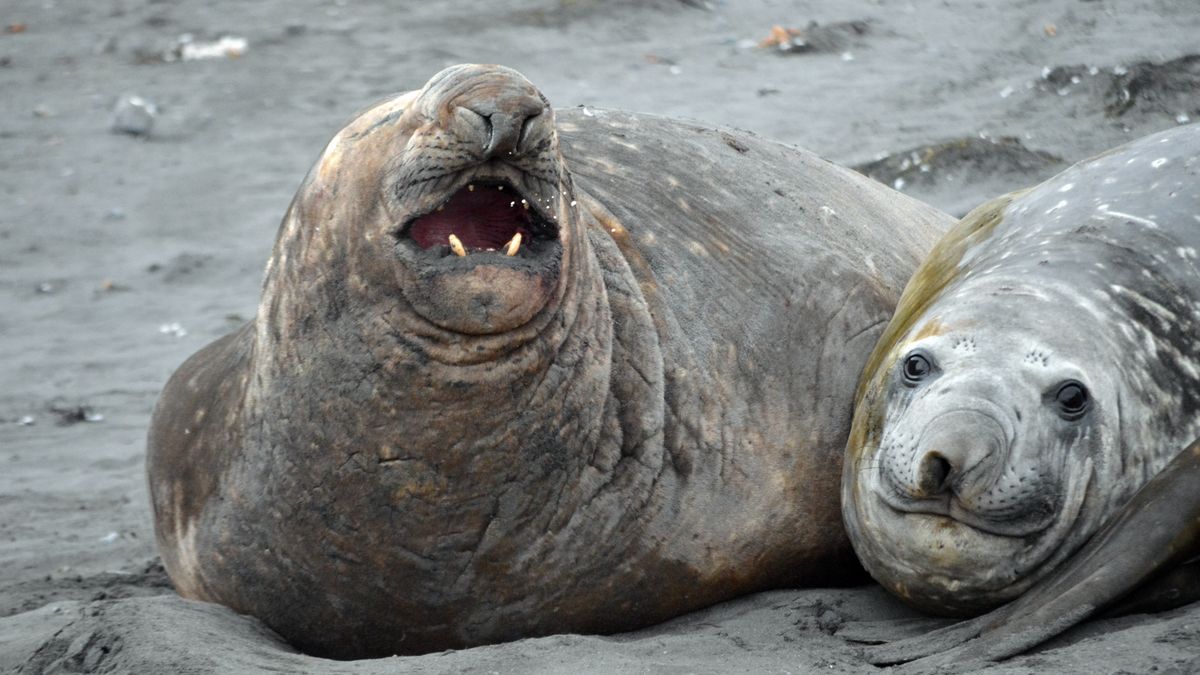 Słonie morskie są największym gatunkiem fok na świecie