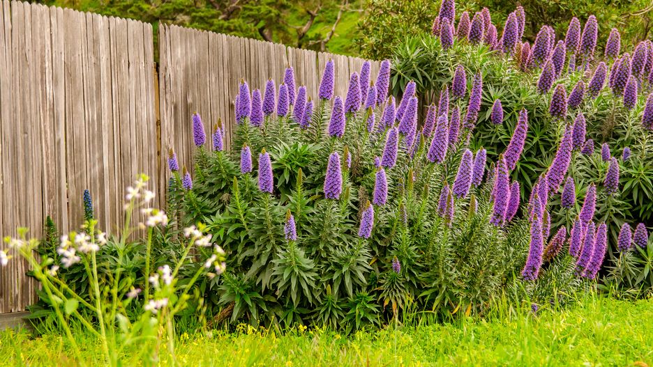 Żmijowiec szmaragdowy