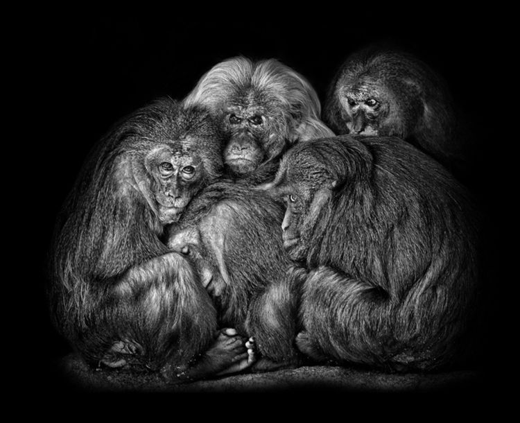 Polacy wśród wyróżnionych w konkursie International Photography Awards 2015 17
