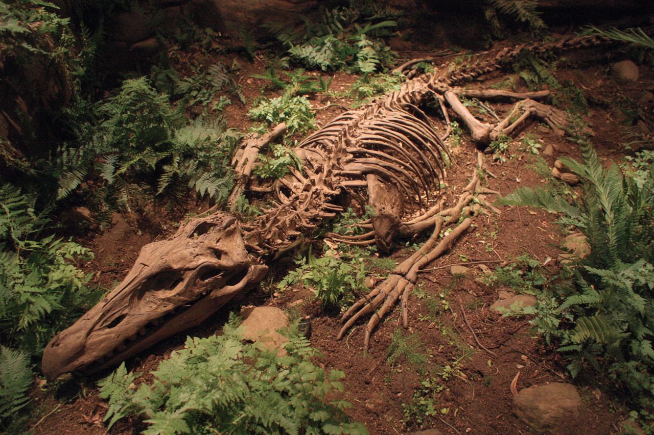 Niezwykłe odkrycie w Indiach. Skamieniałość sprzed 200 milionów lat ujawnia tajemnice jurajskiego świata