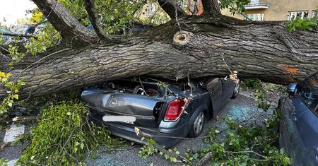 O krok od tragedii. Drzewo zmiażdżyło auta. Dwie osoby były w środku