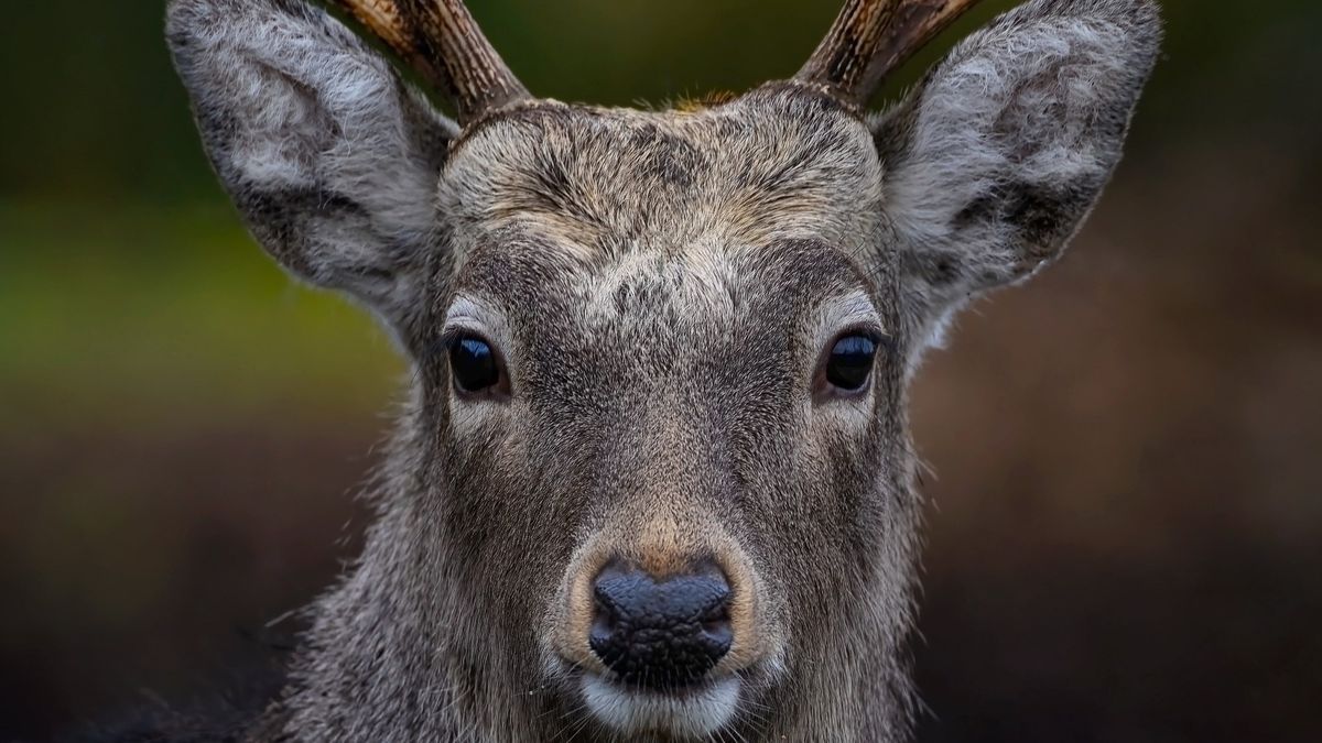   Dwóch myśliwych zmarło przez wirus "jeleni zombie"?