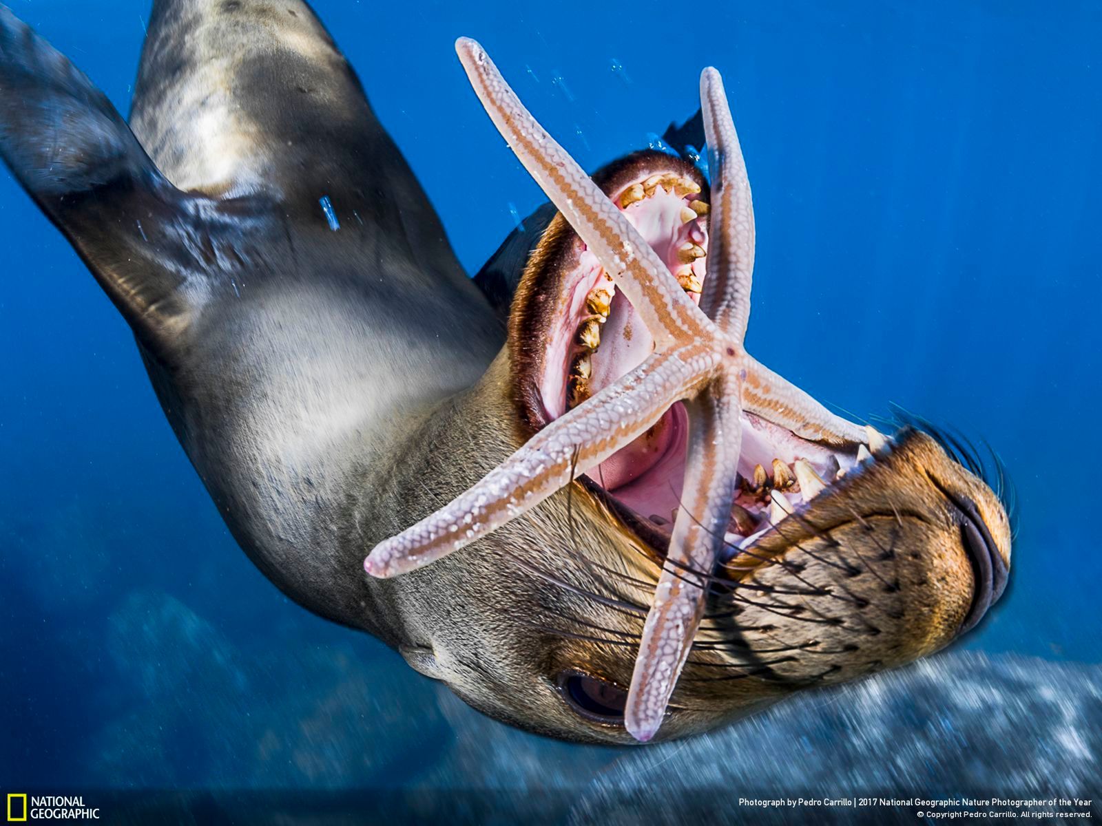 Poznaj najnowsze zgłoszone zdjęcia w konkursie Nat Geo Nature Photographer of the Year 2017 21