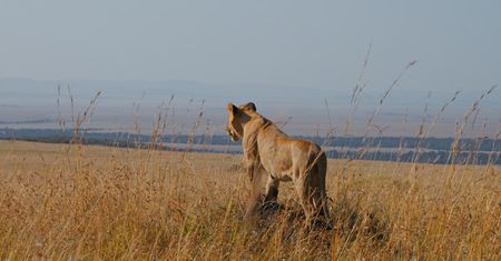 Atak lwicy w Namibii. Zginął znany biznesmen