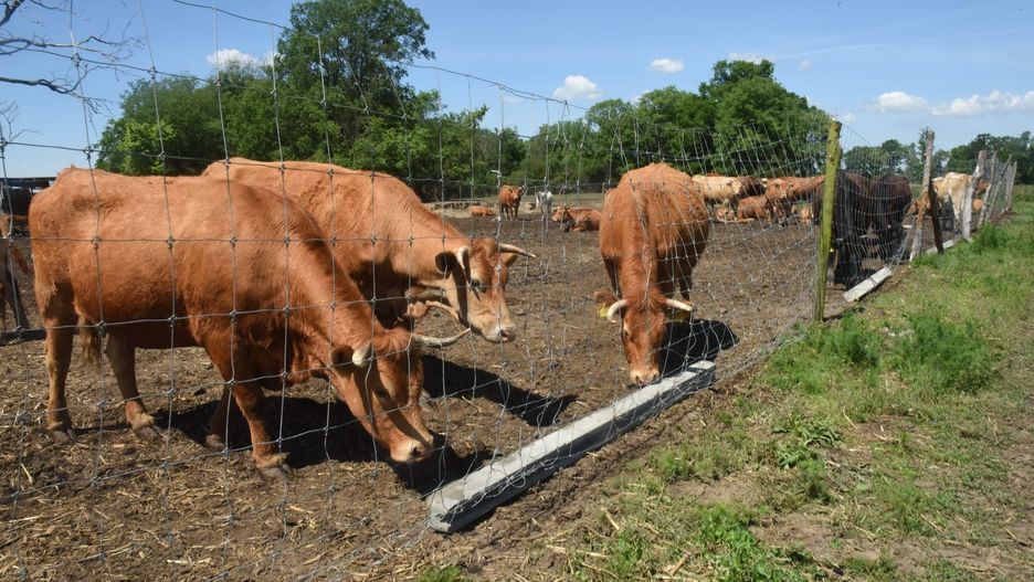 Rolnicy muszą złożyć odpowiednie dokumenty, aby otrzymać dopłaty w zakresie dobrostanu zwierząt. Na początku października kolejny termin.