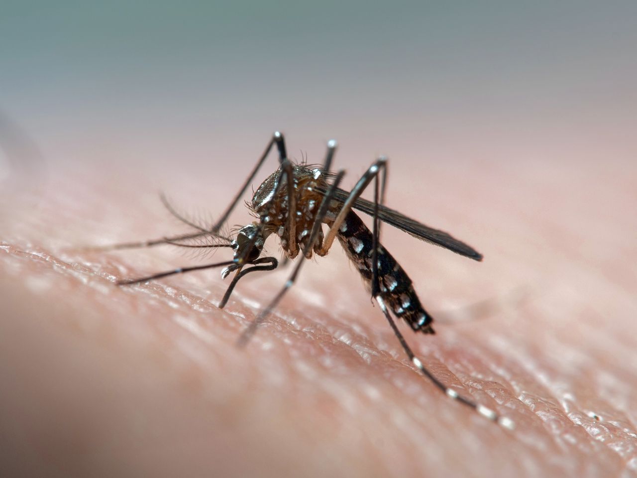 How to stop mosquito bites from itching: Expert advice and remedies