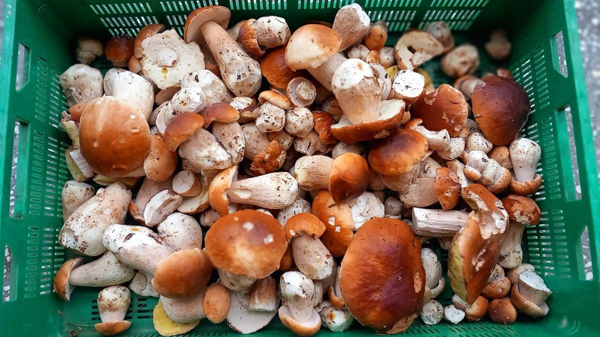 Grzybobranie w Bieszczadach.