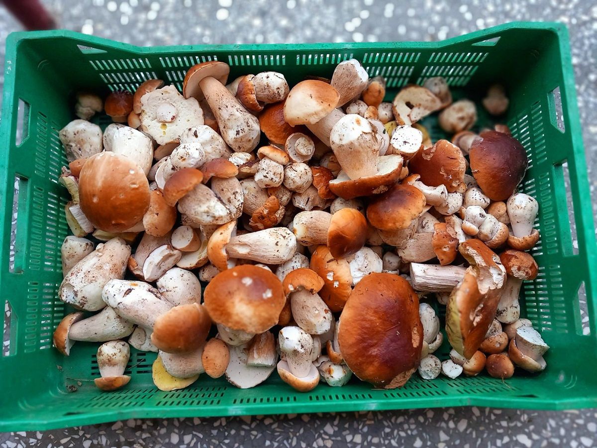 "Nieludzki wysyp". Leśnik pokazał zdjęcie grzybów