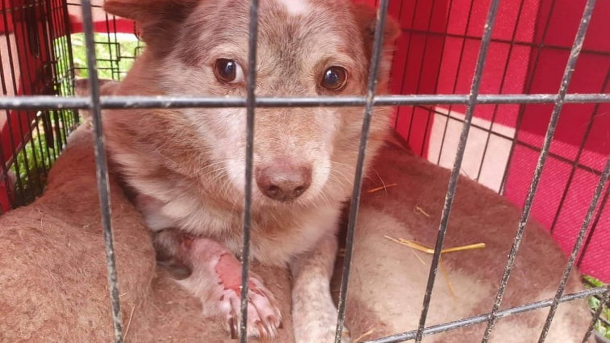 Piesek ze schroniska w Bystrem