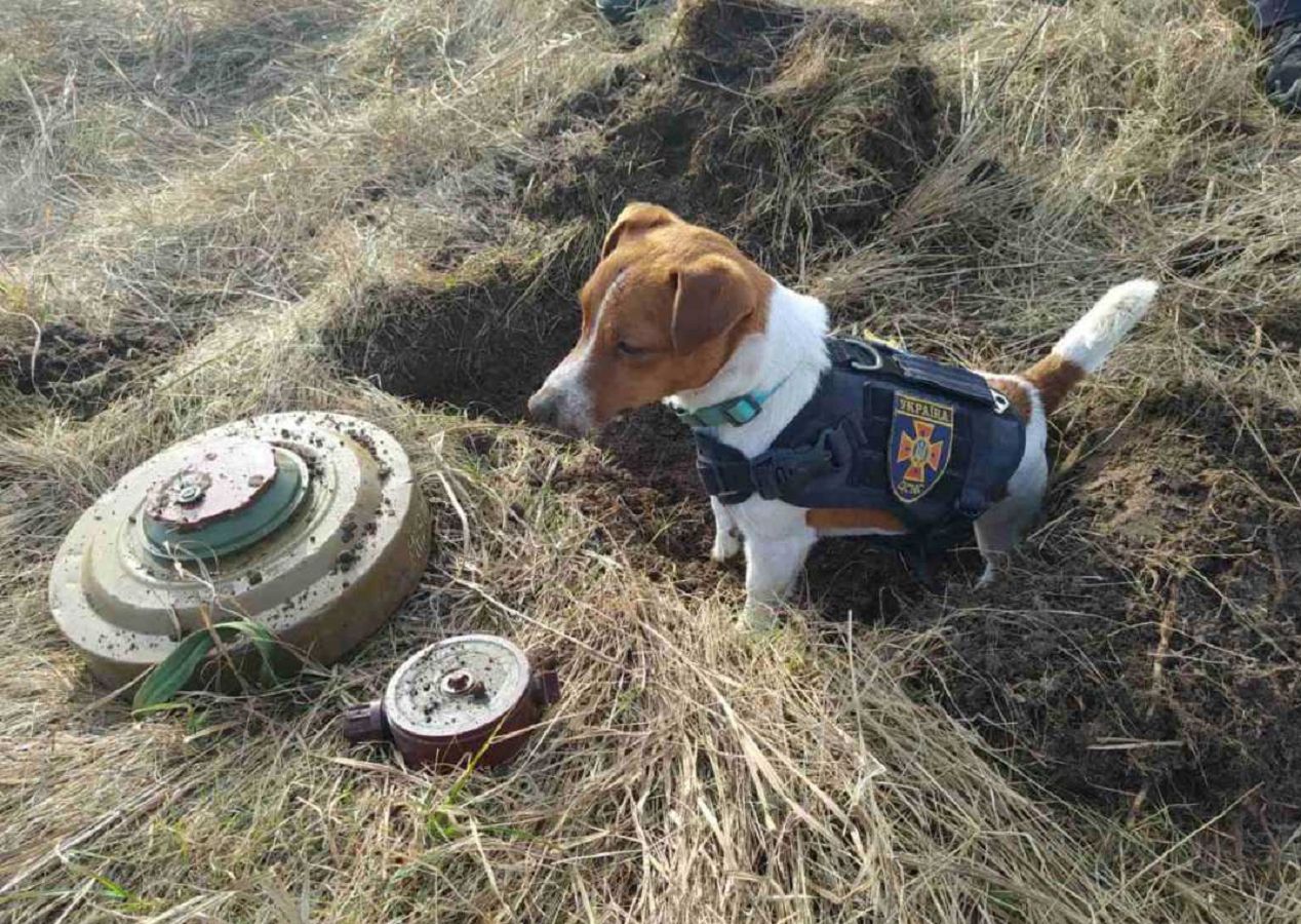 Ukraińscy pirotechnicy pochwalili się cennym sprzymierzeńcem. "Oto Patron"