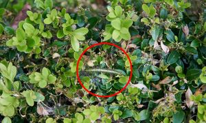 Masz bukszpan w ogrodzie? Już teraz zrób ten oprysk