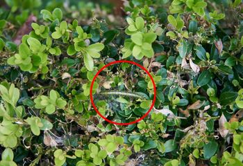 Masz bukszpan w ogrodzie? Już teraz zrób ten oprysk