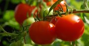 Nigdy nie podlewaj nią pomidorów. Ludzie nagminnie popełniają błąd