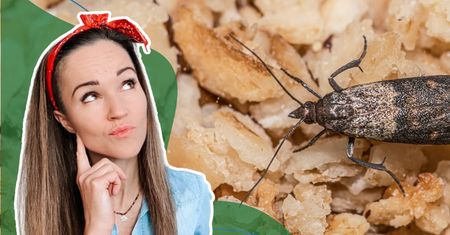 Architekt Porządku radzi, jak zorganizować kuchnię. Mole przestaną być problemem