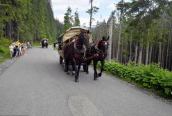Kulawy koń ciągnął turystów nad Morskie Oko. Wstrząsające nagranie trafiło do sieci
