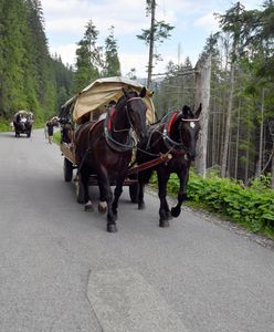 Kulawy koń ciągnął turystów nad Morskie Oko. Wstrząsające nagranie trafiło do sieci