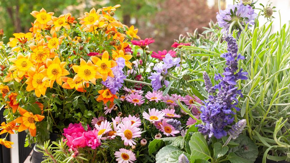 Kwiaty balkonowe mogą stanowić ozdobę aż do pierwszych mrozów