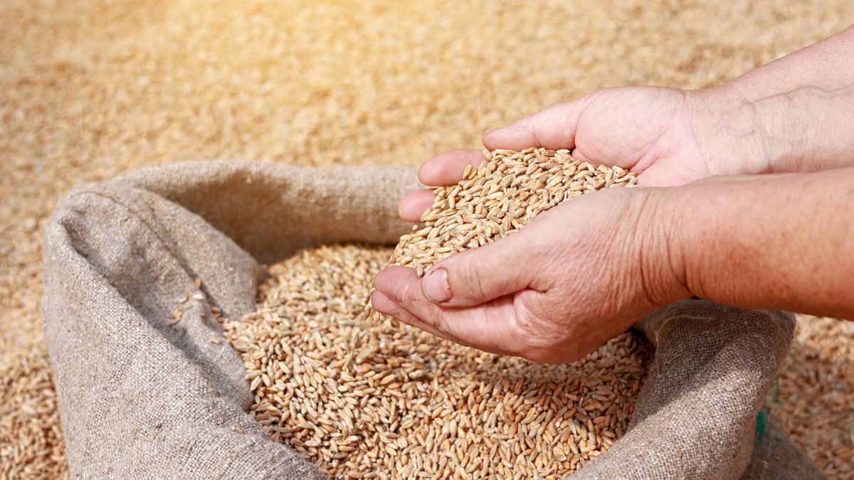 Hands of older female puring and sifting wheat grains in a jute sack. Wheat grains in a hand after good harvest of successful farmer. agriculture concept. Business man checks the quality of wheat.
Hands of older female puring and sifting wheat grains in a jute sack. Wheat grains in a hand after good harvest of successful farmer. agriculture concept. Business man checks the quality of wheat
industry, wheat, grain, hand, agriculture, business, sack, cereal, farmer, food, jute, harvest, ingredient, organic, plant, raw, background, season, seed, worker, bran, bread, countryside, environment, growth, heap, kernel, nature, pure, ripe, rye, vegetation, arm, dry, farm, fertility, nutrition, pile, rural, prosperity, autumn, ale, agricultural, bag, falling, farming, fresh, male, man, summer, industry, wheat, grain, hand, agriculture, business, sack, cereal, farmer, food, jute, harvest, ingredient, organic, plant, raw, background, season, seed, worker, bran, bread, countryside, environment, growth, heap, kernel, nature, pure, ripe, rye, vegetation, arm, dry, farm, fertility, nutrition, pile, rural, prosperity, autumn, ale, agricultural, bag, falling, farming, fresh, male, man