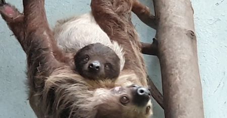 Warszawskie Zoo. Internauci wybrali imię dla malutkiego leniwca