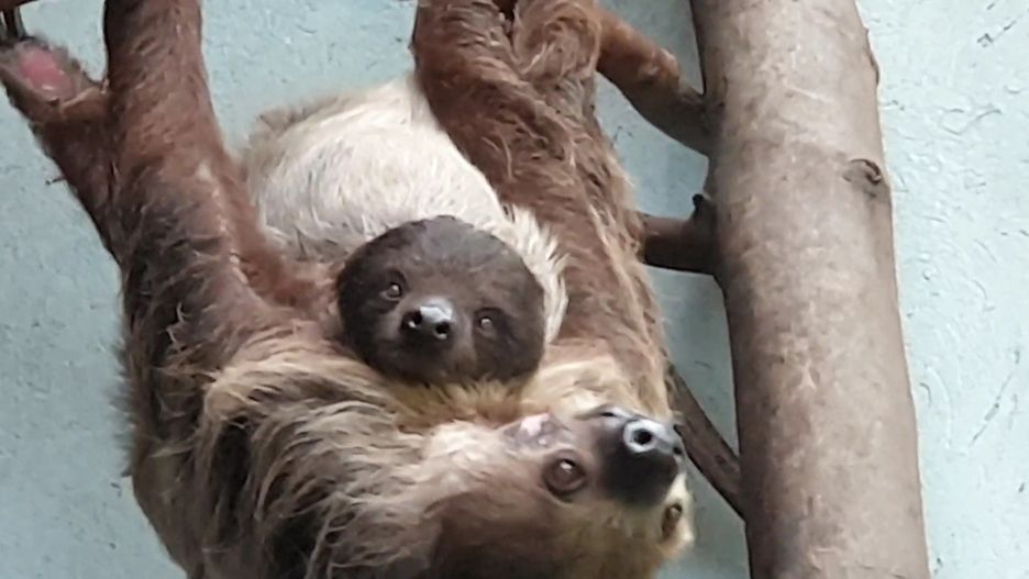 Warszawskie Zoo. Ten słodziak ma już swoje imię (fot. Warszawskie Zoo - Facebook)