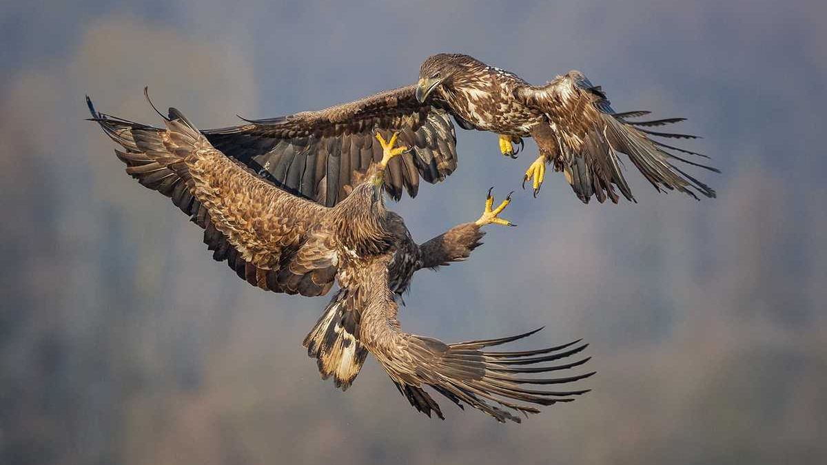 Najpiękniejsze sceny myśliwskie i zdjęcia przyrody w konkursie im. Włodzimierza Puchalskiego 1