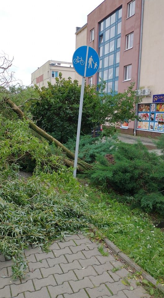 Powalone drzewo z korzeniami na Porębie