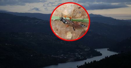 Portugalia potwierdza. Błonkówka znana z Polski dotarła do ich kraju