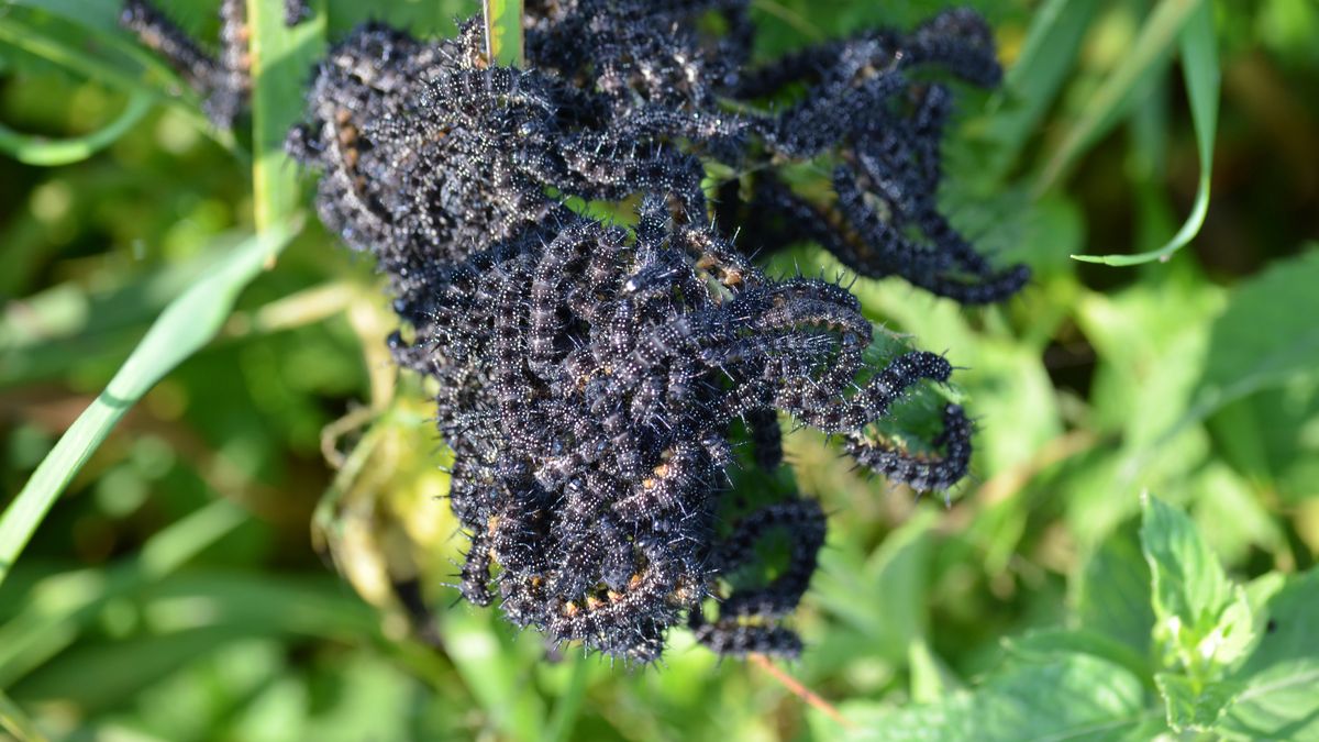 Gąsienice żerują na ogrodowych roślinach