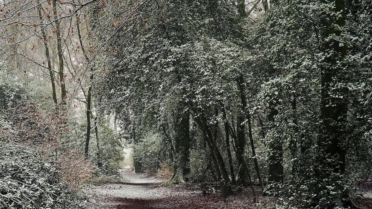 Istnieje gatunek grzyba, który nie boi się przymrozków 
