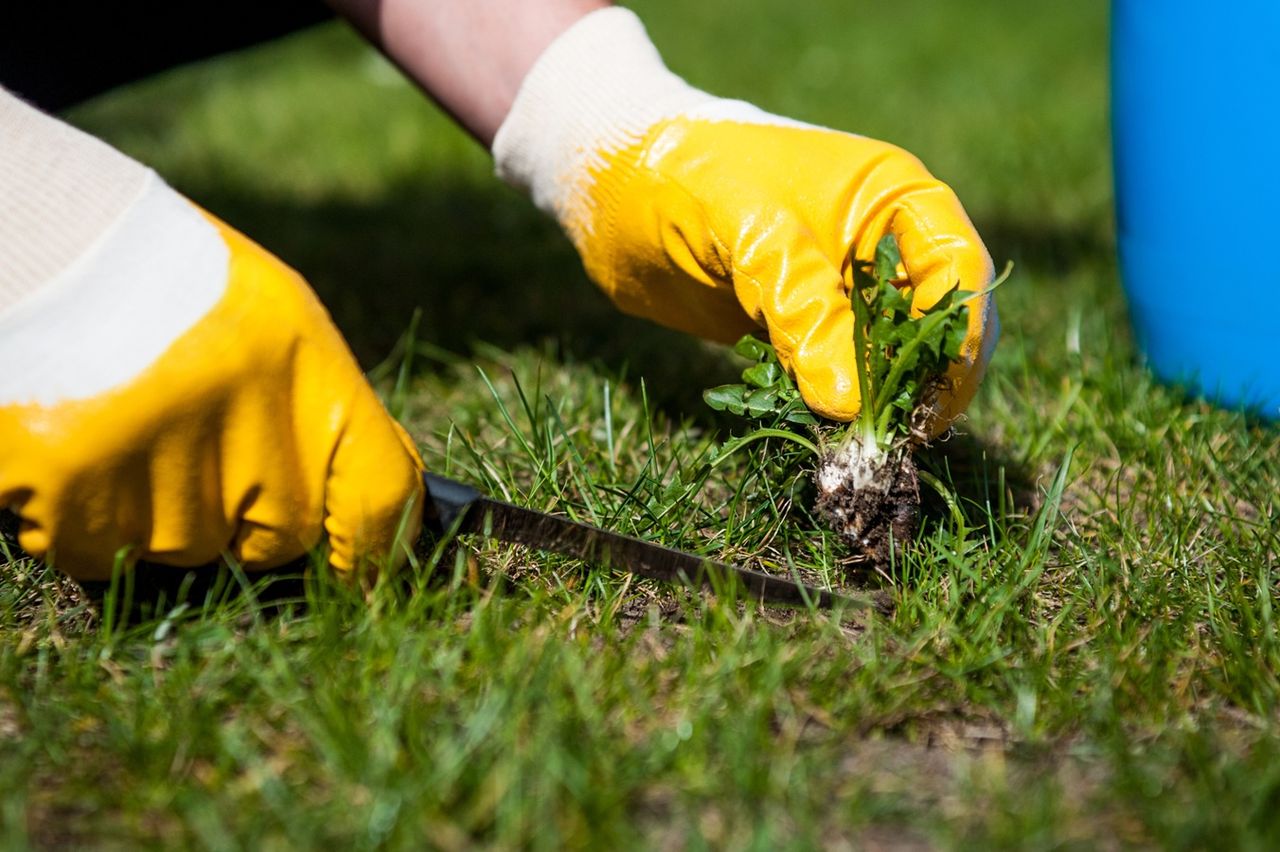 Jak pozbyć się chwastów z trawnika bez chemii? Sprawdzone naturalne sposoby
