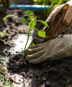 Kupił nawóz do trawnika. Ostrzeżono go, że może z tego zrobić bombę
