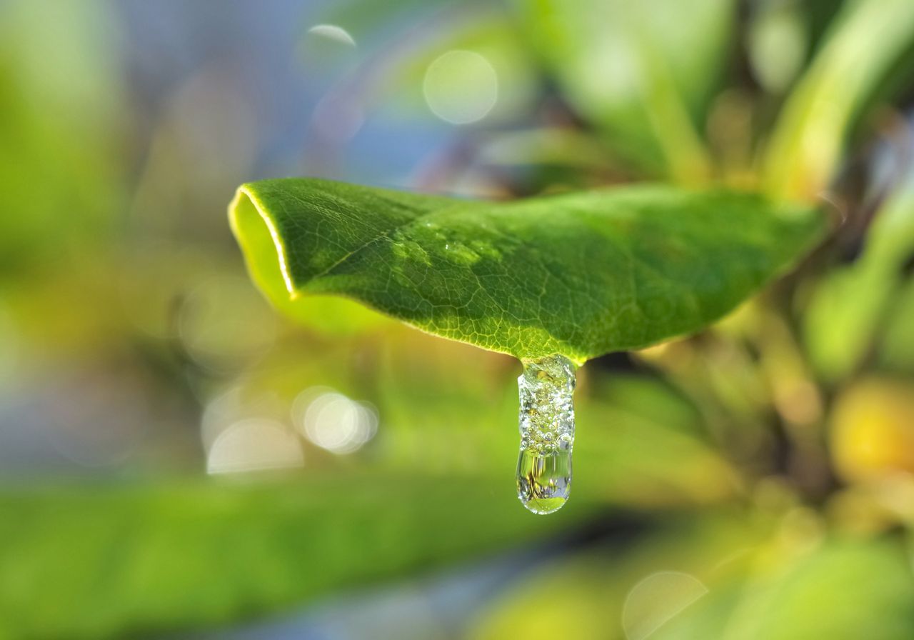 Understanding "crying" plants: The secret life of guttation