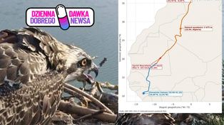 Sukces pionierskiej akcji ornitologów. Uratowany w Polsce rybołów dotarł do Gwinei