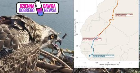 Sukces pionierskiej akcji ornitologów. Uratowany w Polsce rybołów dotarł do Gwinei