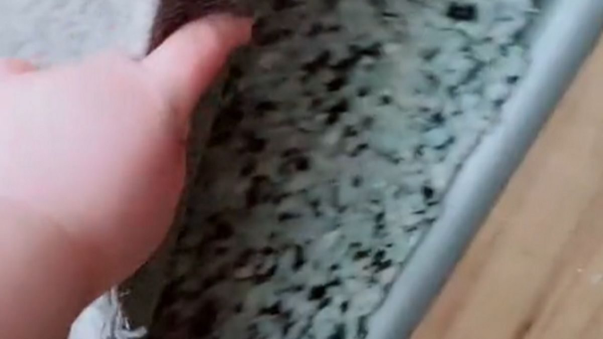 Nie wiedziała, że coś kryje się za wykładziną