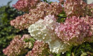 Ta domowa odżywka robi furorę. Hortensje będą kwitły jeszcze piękniej