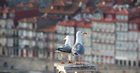 Myszołowce kontra mewy. Innowacyjny projekt na plaży w Porto