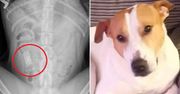 Lekarze uratowali psu życie. Zobaczcie, co połknął