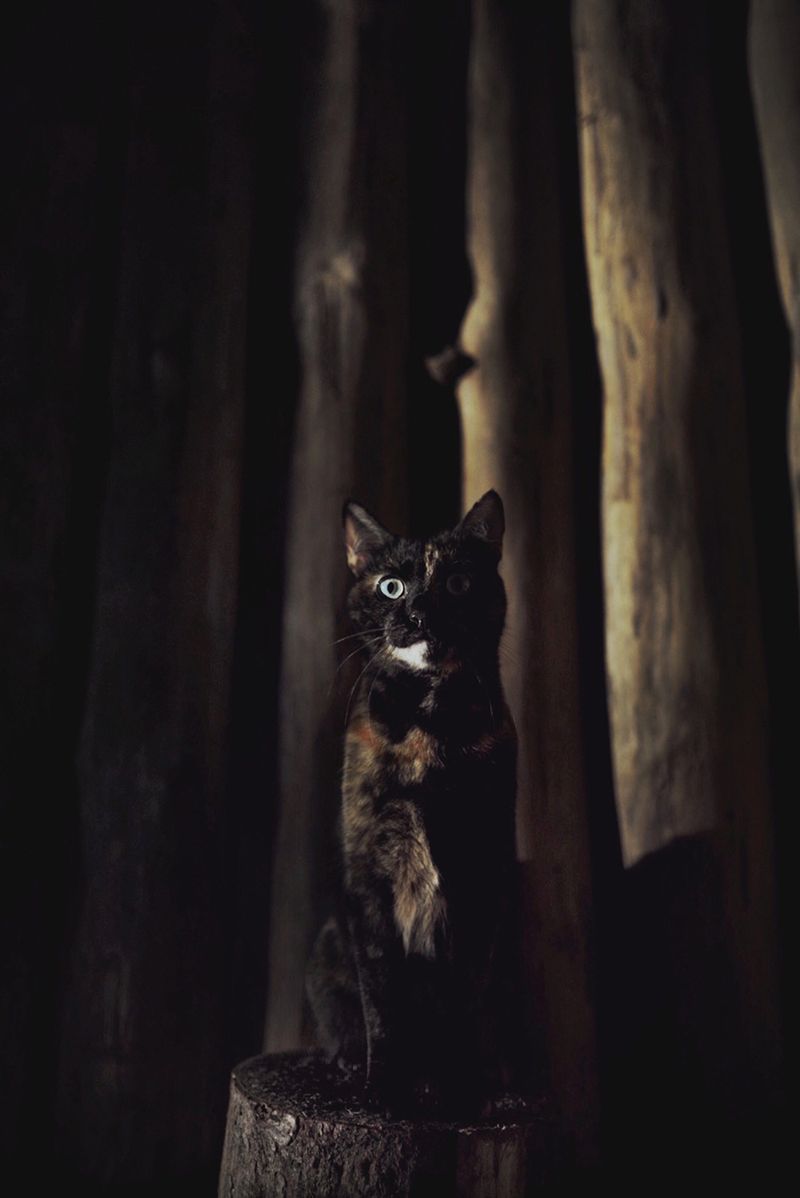 „Cat Effect", czyli cztery pory kota 15