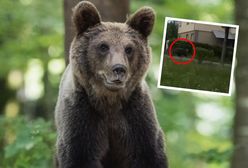 Niedźwiedź na ulicach miasta Podkarpacia. Jest nagranie