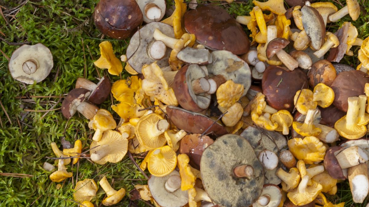 Dlaczego warto jeść kurki?