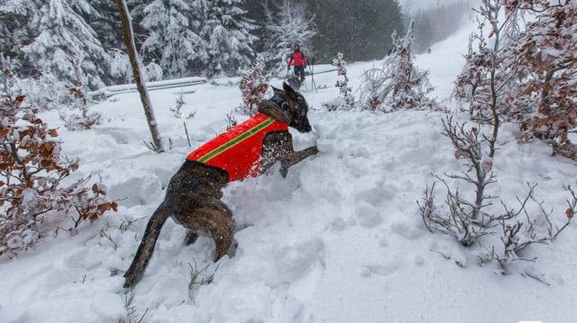 Czort ma 2,5 roku. To pies-ratownik karkonoskiego GOPR-u